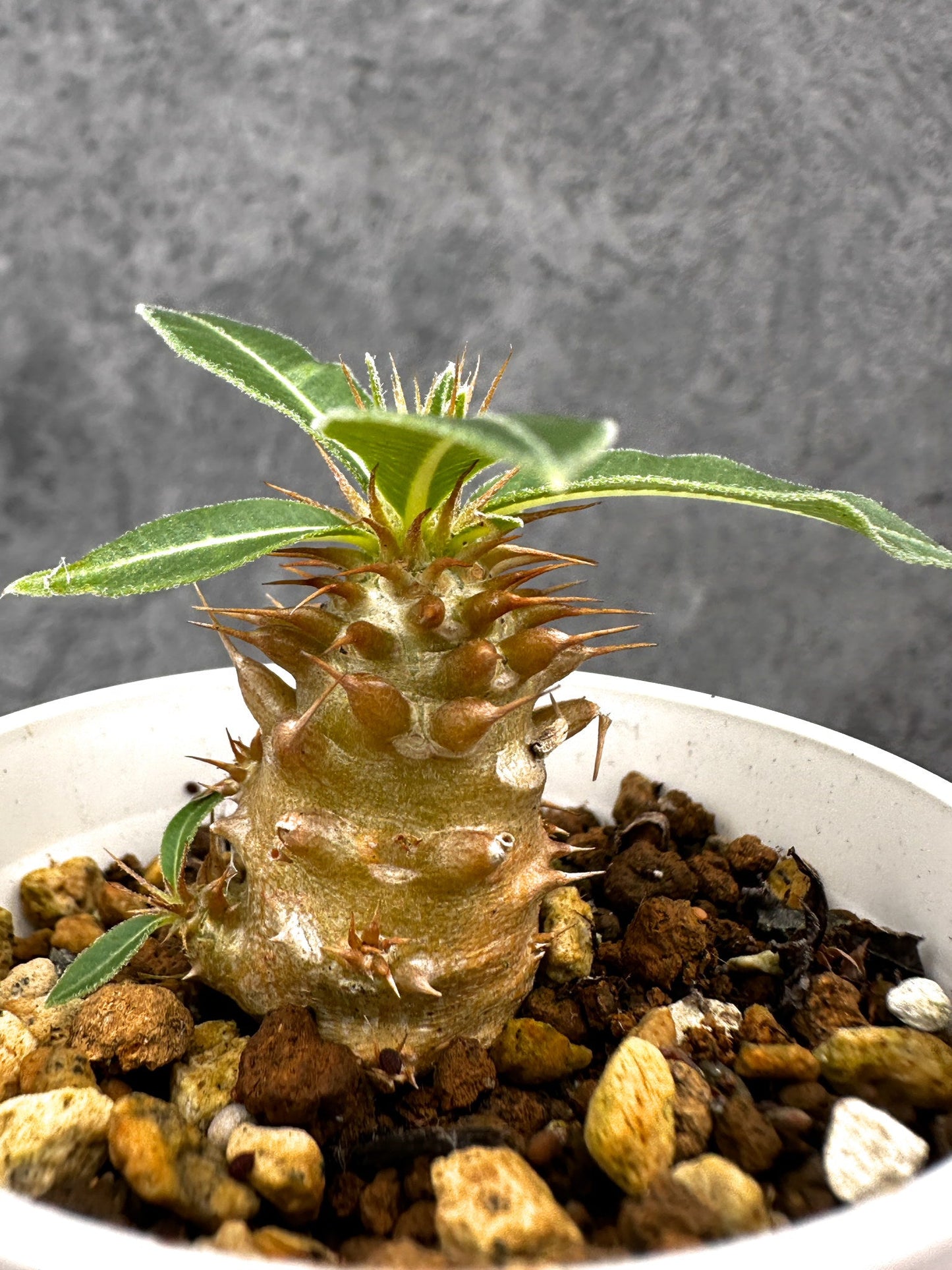 【現品限り】パキポディウム・マカイエンセ 実生【I30】 Pachypodium makayense