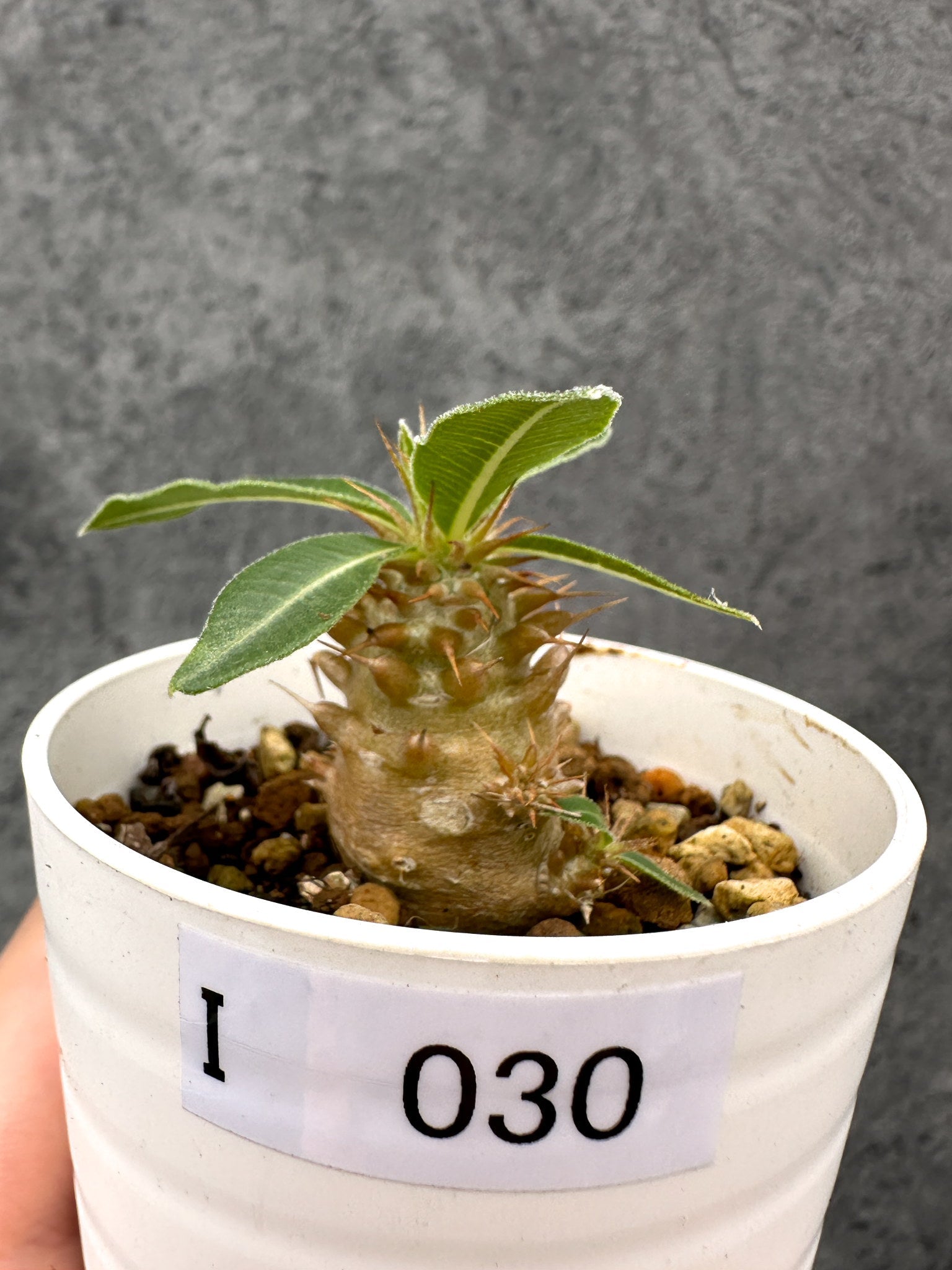 パキポディウム(Pachypodium)の種子・植物 通販サイト – Page 2