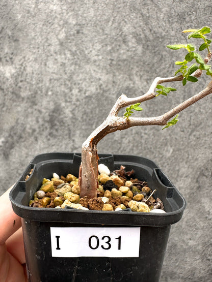 【現品限り】コミフォラ・モンストローサ 長期実生 抑制栽培【I31】 Commiphora monstruosa