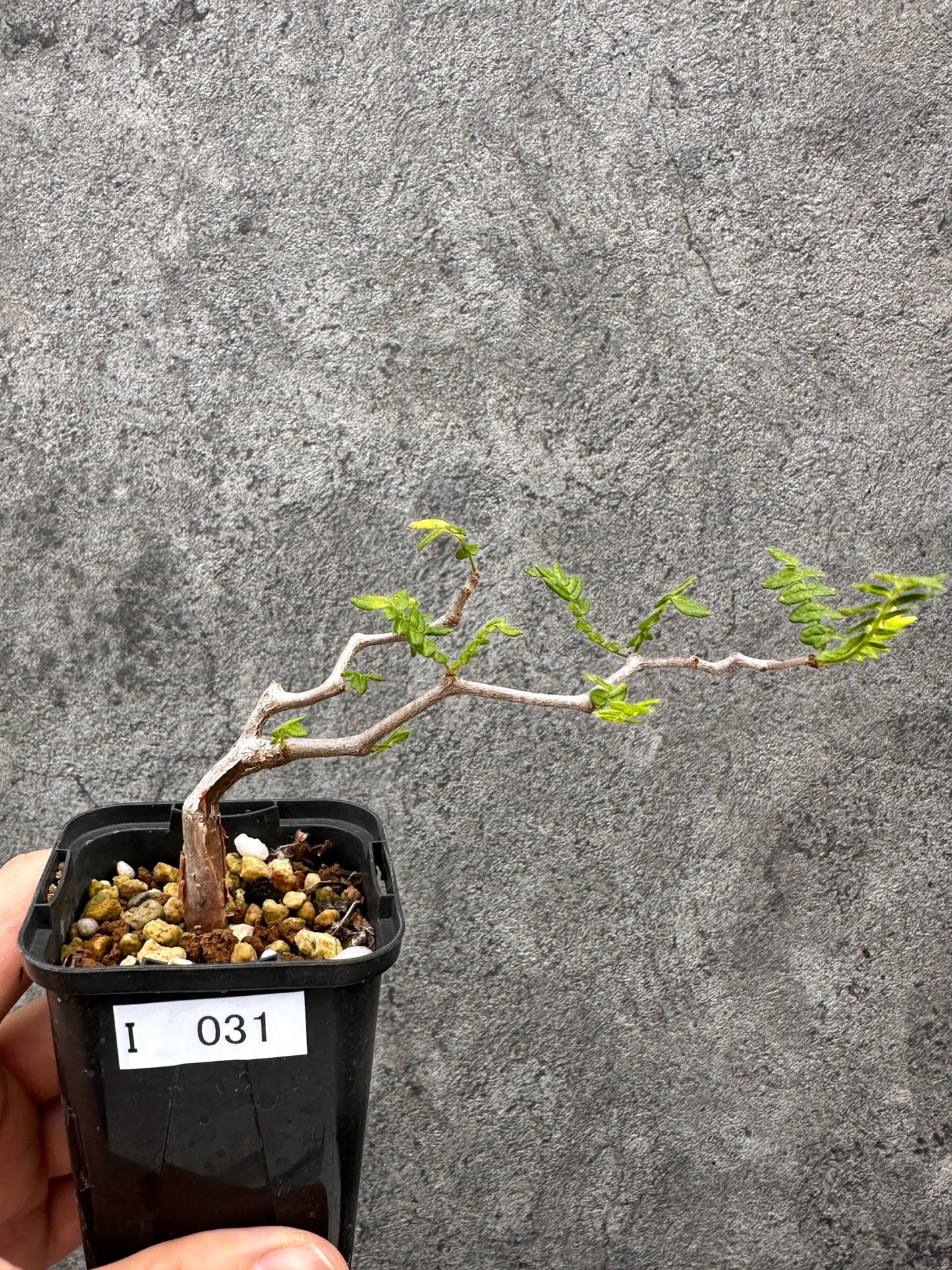 【現品限り】コミフォラ・モンストローサ 長期実生 抑制栽培【I31】 Commiphora monstruosa