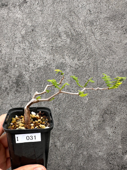 【現品限り】コミフォラ・モンストローサ 長期実生 抑制栽培【I31】 Commiphora monstruosa