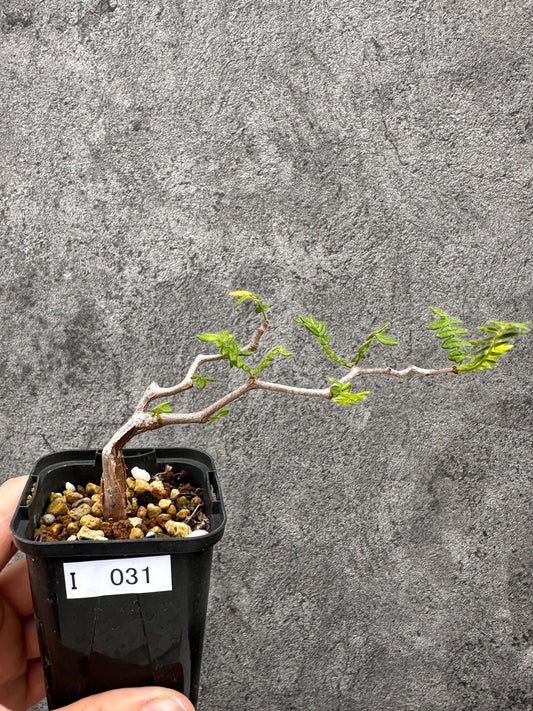 【現品限り】コミフォラ・モンストローサ 長期実生 抑制栽培【I31】 Commiphora monstruosa