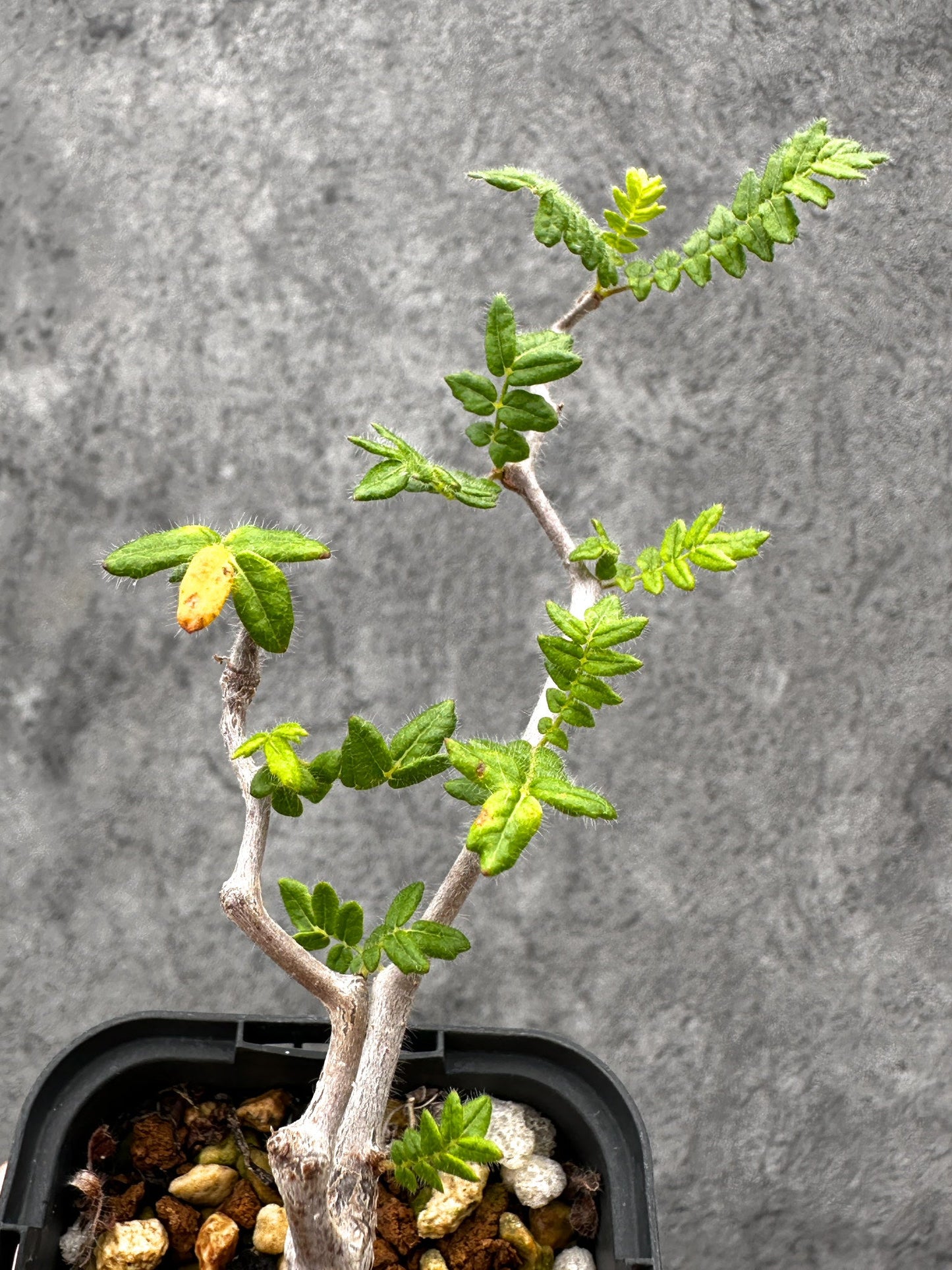 【現品限り】コミフォラ・モンストローサ 長期実生 抑制栽培【I31】 Commiphora monstruosa