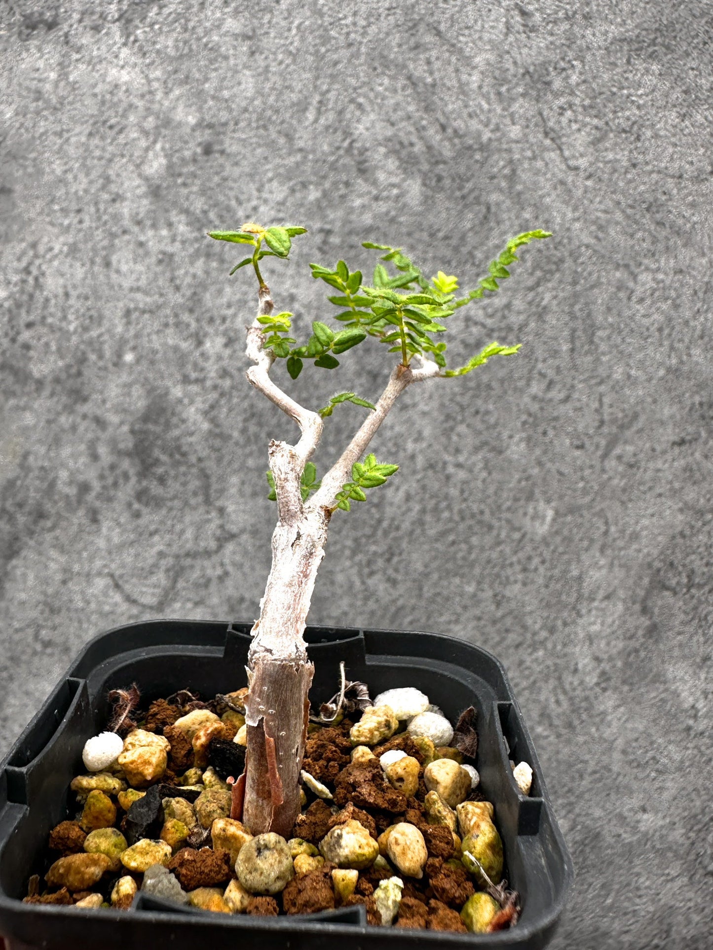 【現品限り】コミフォラ・モンストローサ 長期実生 抑制栽培【I31】 Commiphora monstruosa