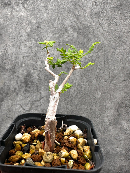 【現品限り】コミフォラ・モンストローサ 長期実生 抑制栽培【I31】 Commiphora monstruosa