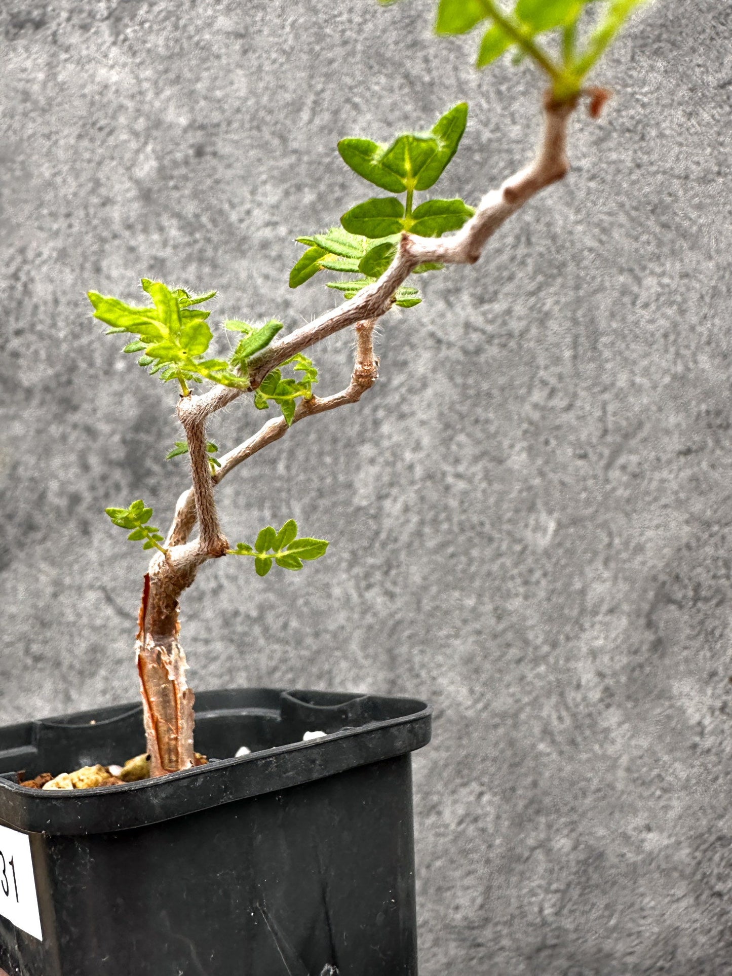 【現品限り】コミフォラ・モンストローサ 長期実生 抑制栽培【I31】 Commiphora monstruosa