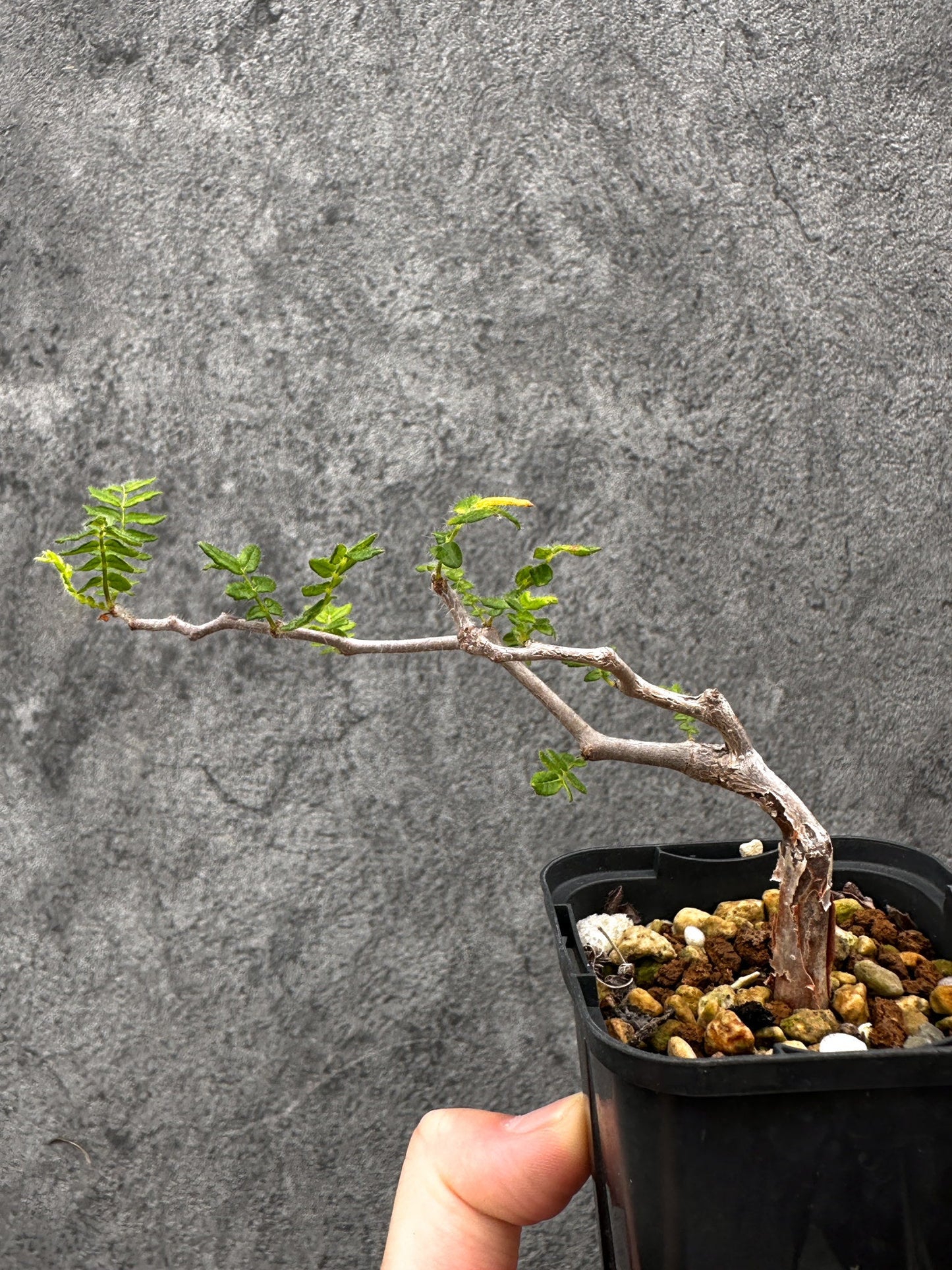 【現品限り】コミフォラ・モンストローサ 長期実生 抑制栽培【I31】 Commiphora monstruosa