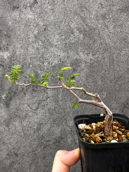 【現品限り】コミフォラ・モンストローサ 長期実生 抑制栽培【I31】 Commiphora monstruosa