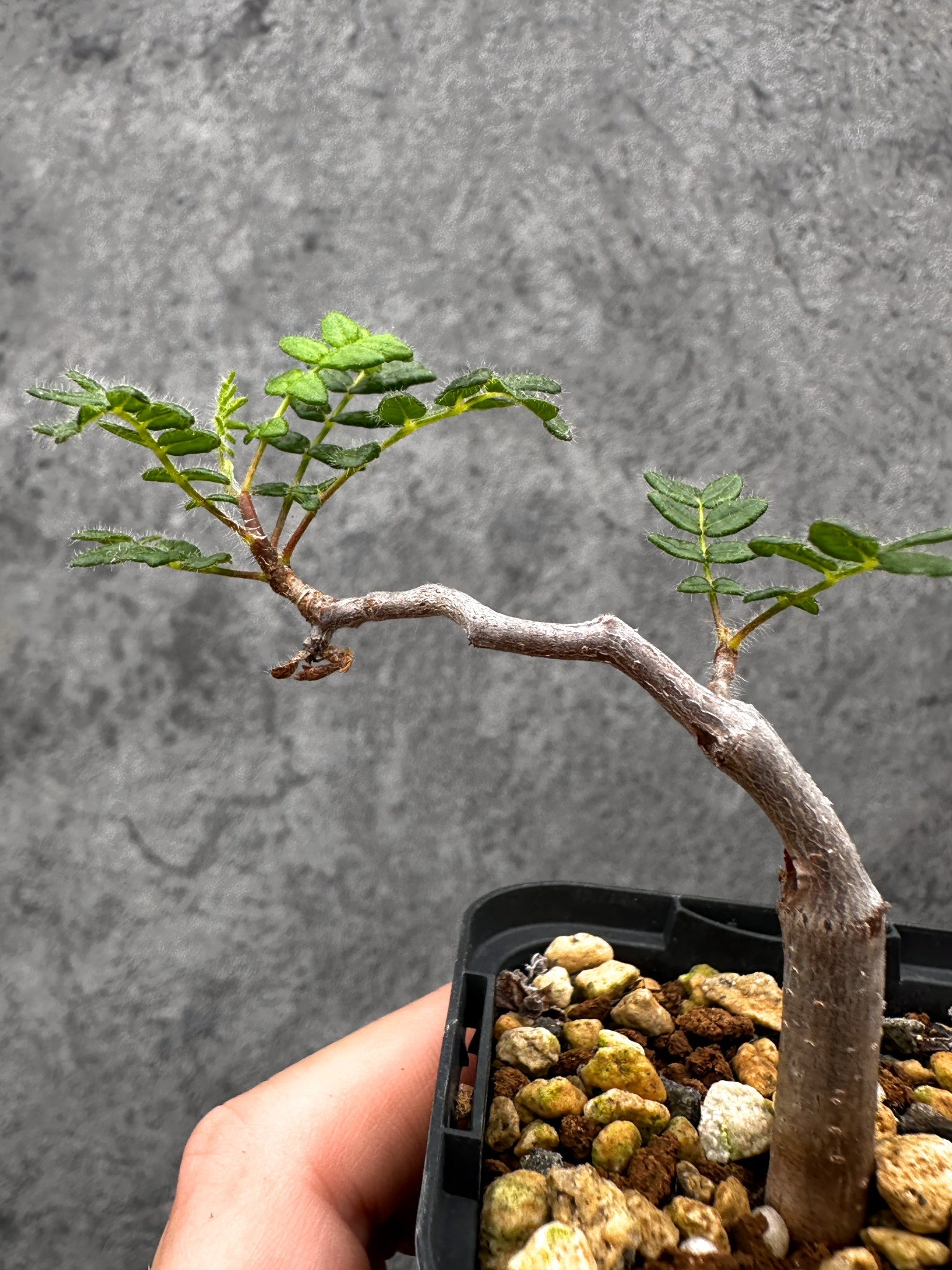 コミフォラ・モンストローサ 長期実生 抑制栽培【I32】 Commiphora