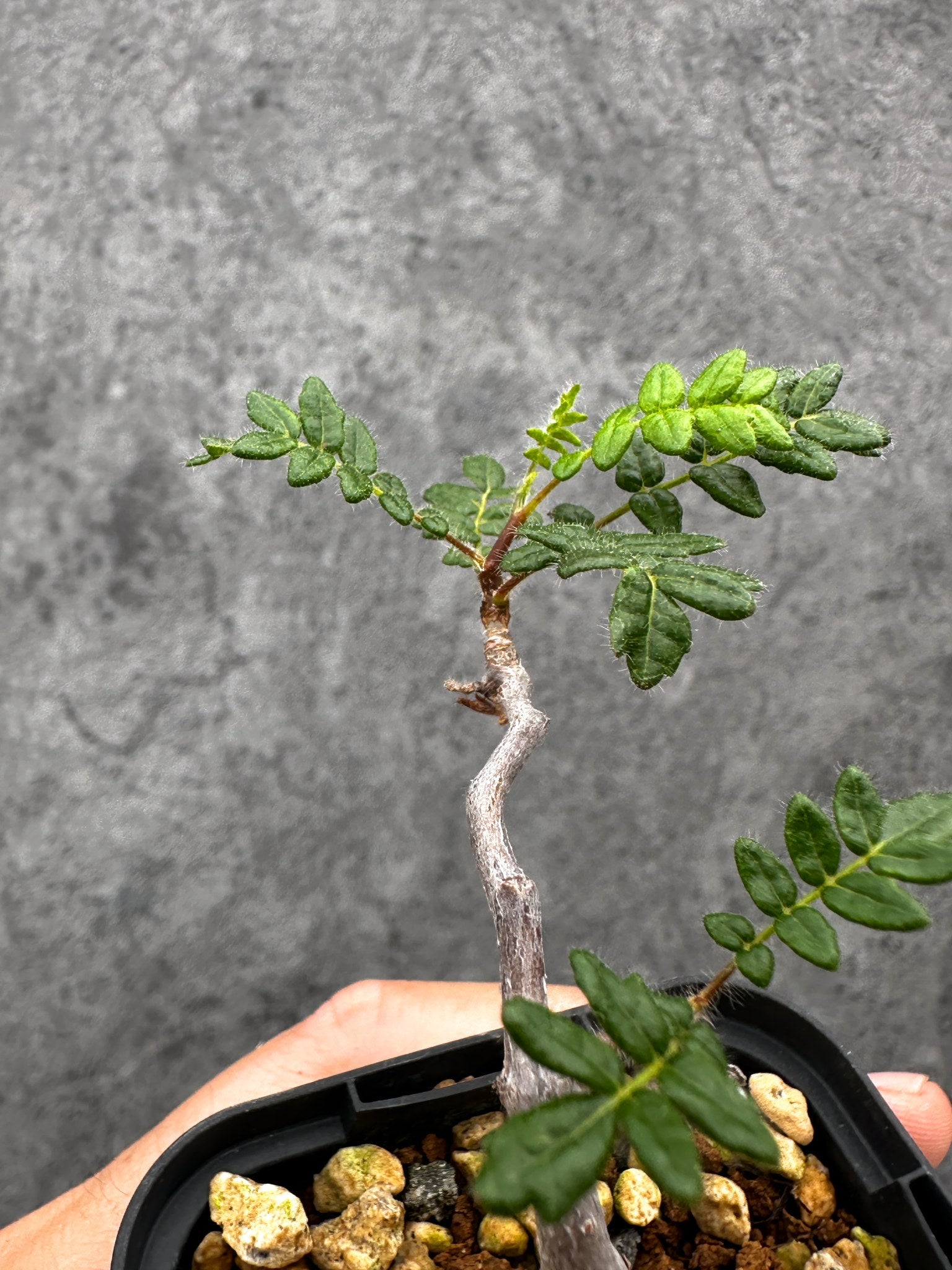 コミフォラ・モンストローサ 長期実生 抑制栽培【I32】 Commiphora