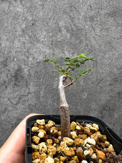 【現品限り】コミフォラ・モンストローサ 長期実生 抑制栽培【I32】 Commiphora monstruosa