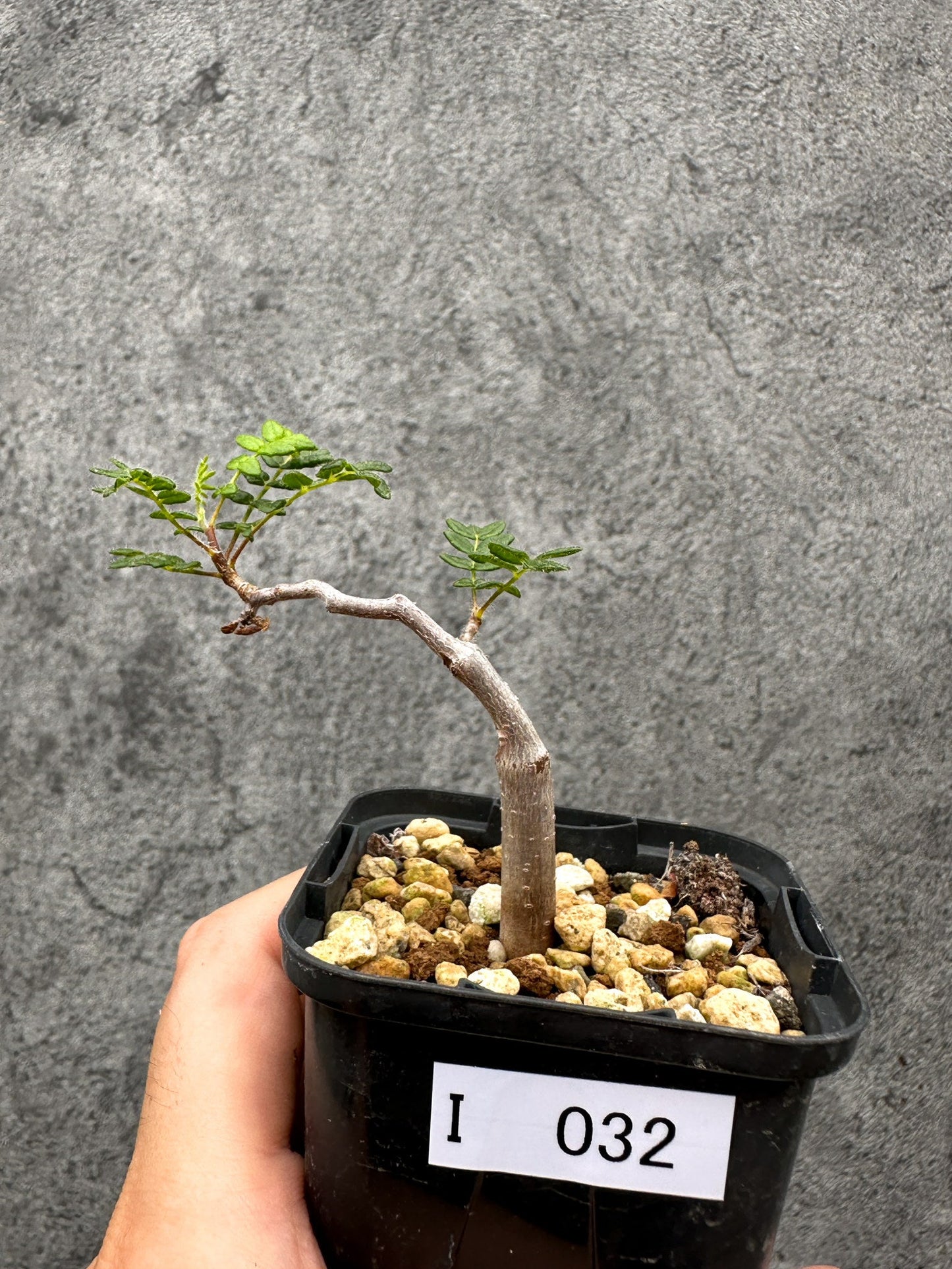 【現品限り】コミフォラ・モンストローサ 長期実生 抑制栽培【I32】 Commiphora monstruosa