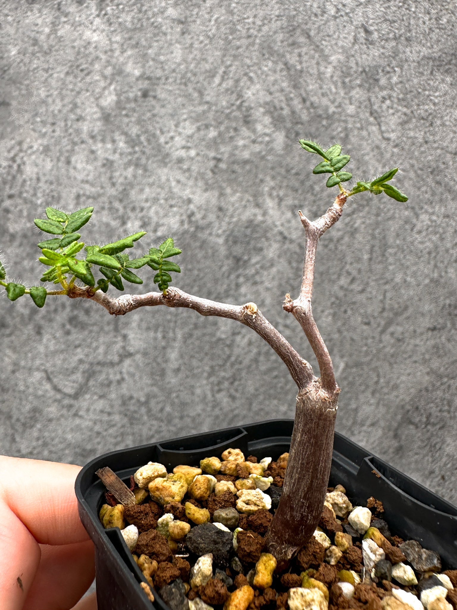 コミフォラ(Commiphora) – プラントブラザーズ