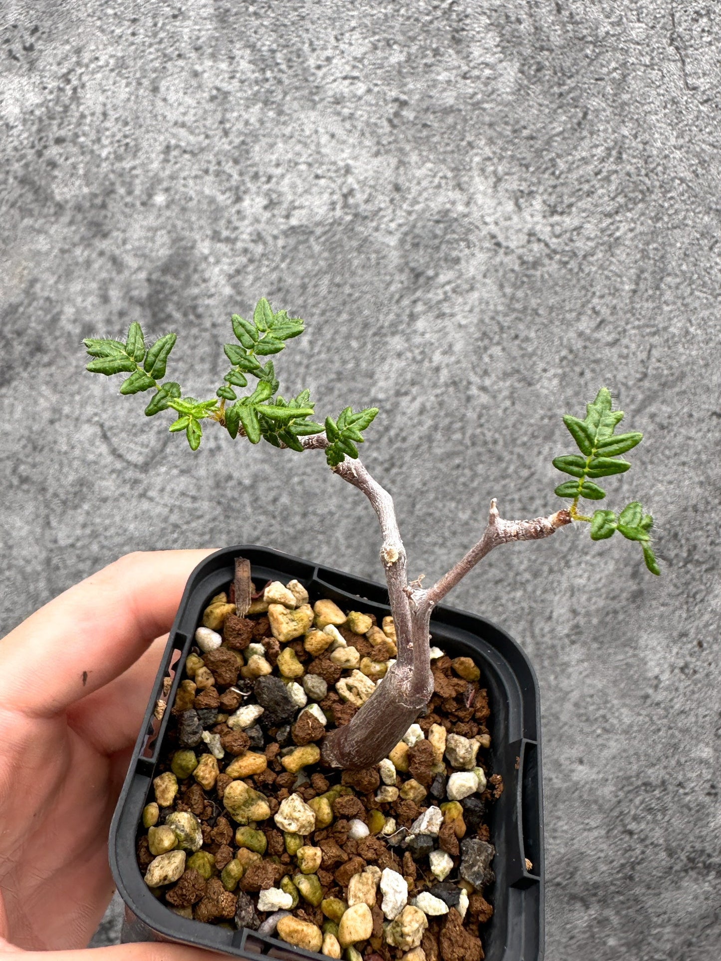 【現品限り】コミフォラ・モンストローサ 長期実生 抑制栽培【I33】 Commiphora monstruosa