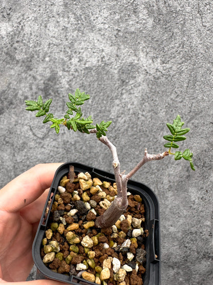 【現品限り】コミフォラ・モンストローサ 長期実生 抑制栽培【I33】 Commiphora monstruosa