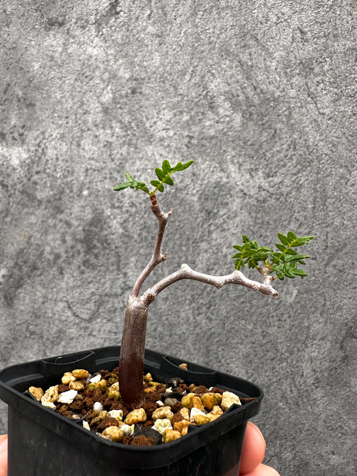 【現品限り】コミフォラ・モンストローサ 長期実生 抑制栽培【I33】 Commiphora monstruosa