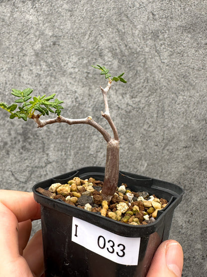【現品限り】コミフォラ・モンストローサ 長期実生 抑制栽培【I33】 Commiphora monstruosa