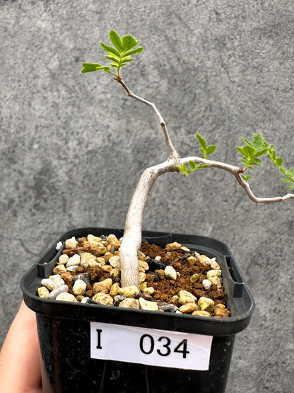 【現品限り】コミフォラ・モンストローサ 長期実生 抑制栽培【I34】 Commiphora monstruosa