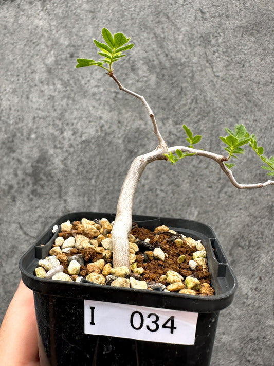 【現品限り】コミフォラ・モンストローサ 長期実生 抑制栽培【I34】 Commiphora monstruosa