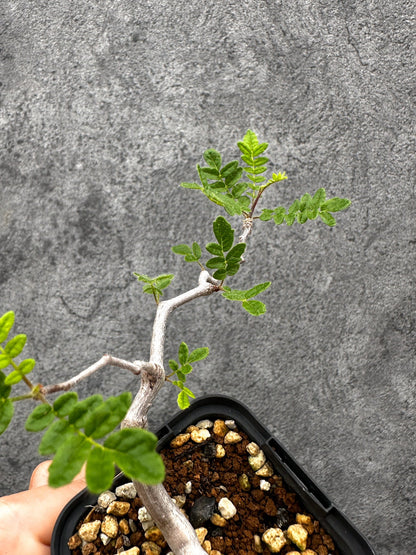【現品限り】コミフォラ・モンストローサ 長期実生 抑制栽培【I34】 Commiphora monstruosa