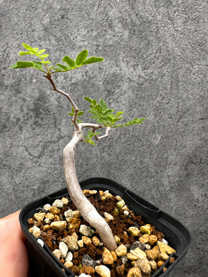 【現品限り】コミフォラ・モンストローサ 長期実生 抑制栽培【I34】 Commiphora monstruosa
