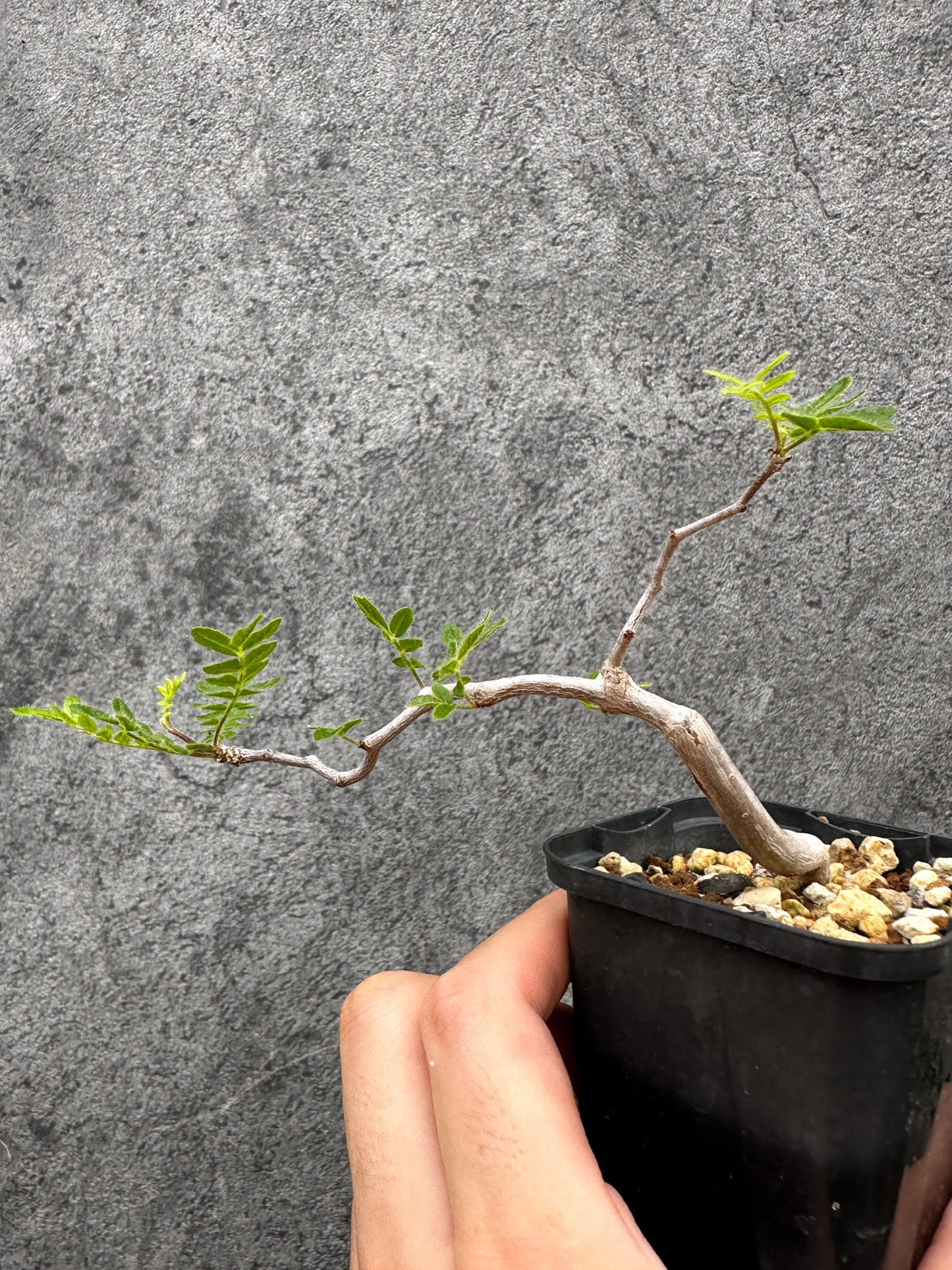 【現品限り】コミフォラ・モンストローサ 長期実生 抑制栽培【I34】 Commiphora monstruosa