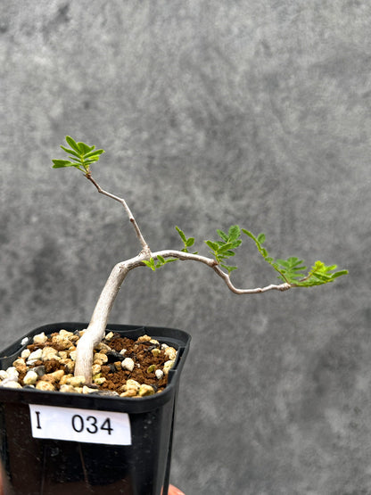 【現品限り】コミフォラ・モンストローサ 長期実生 抑制栽培【I34】 Commiphora monstruosa
