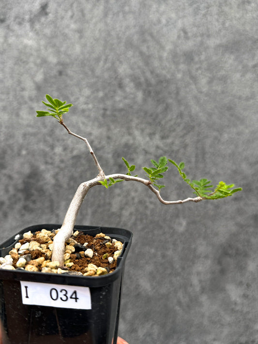 【現品限り】コミフォラ・モンストローサ 長期実生 抑制栽培【I34】 Commiphora monstruosa