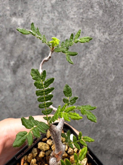 【現品限り】コミフォラ・モンストローサ 長期実生 抑制栽培【I35】 Commiphora monstruosa