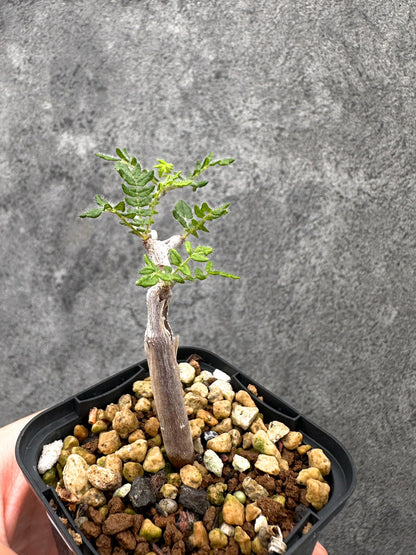 【現品限り】コミフォラ・モンストローサ 長期実生 抑制栽培【I35】 Commiphora monstruosa