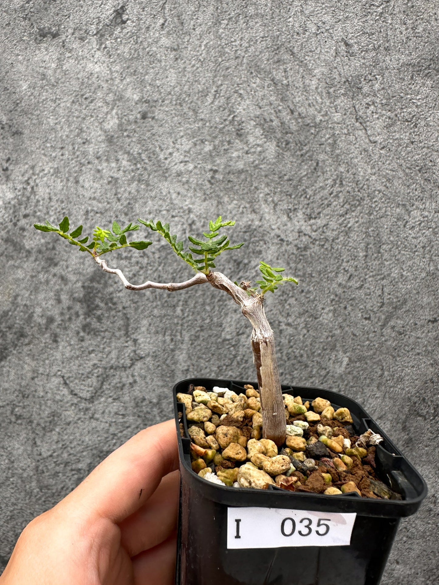 【現品限り】コミフォラ・モンストローサ 長期実生 抑制栽培【I35】 Commiphora monstruosa