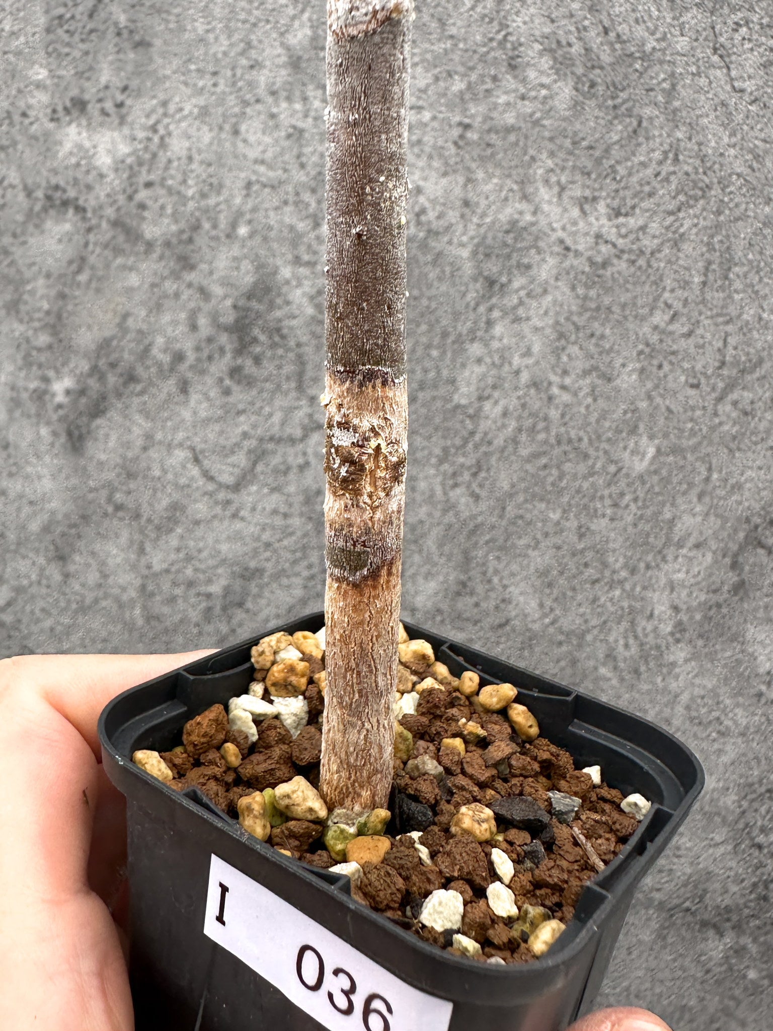 ユーフォルビア・アルブスクラ 実生【I36】 Euphorbia arbuscula 塊根