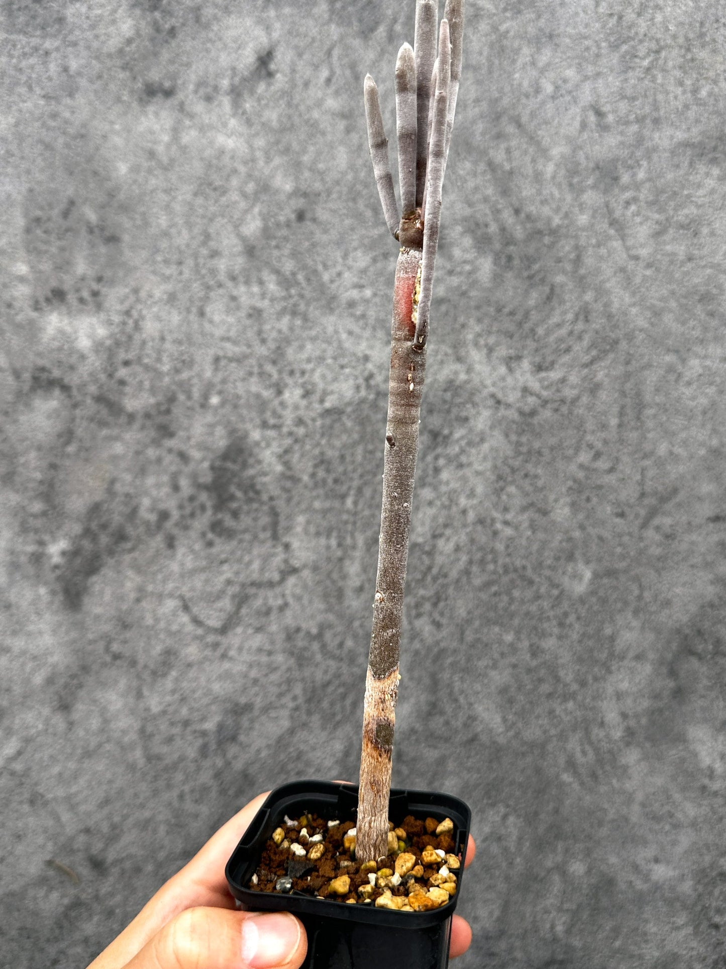 【現品限り】ユーフォルビア・アルブスクラ 実生【I36】 Euphorbia arbuscula