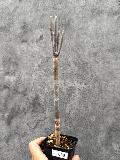 【現品限り】ユーフォルビア・アルブスクラ 実生【I36】 Euphorbia arbuscula