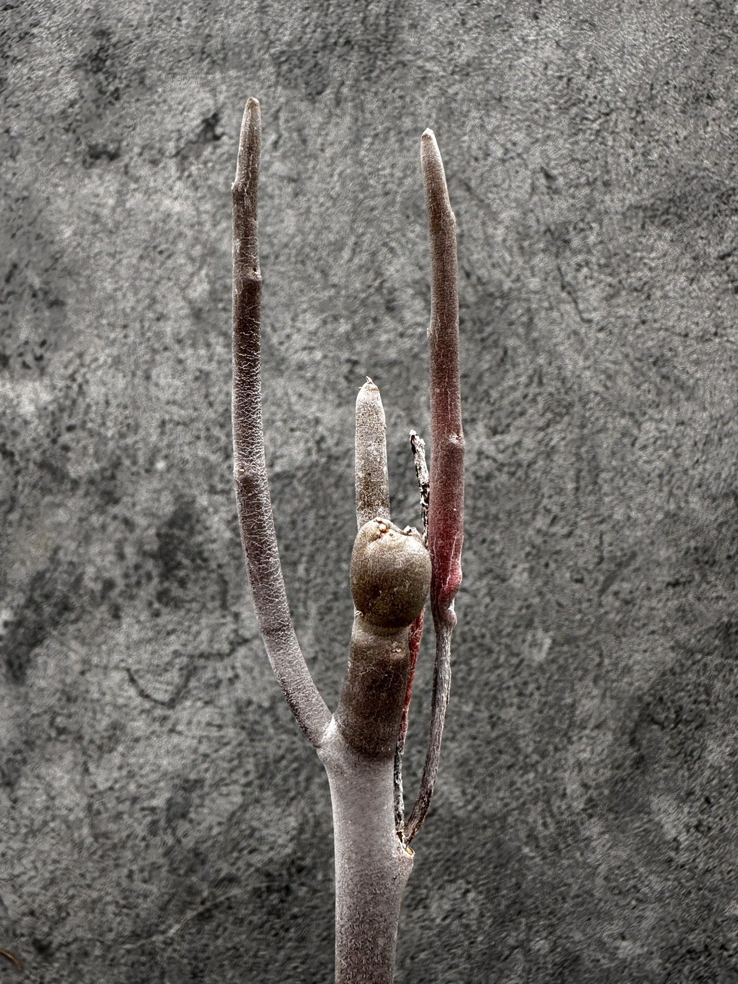 【現品限り】ユーフォルビア・アルブスクラ 実生【I37】 Euphorbia arbuscula