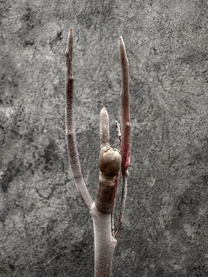 【現品限り】ユーフォルビア・アルブスクラ 実生【I37】 Euphorbia arbuscula