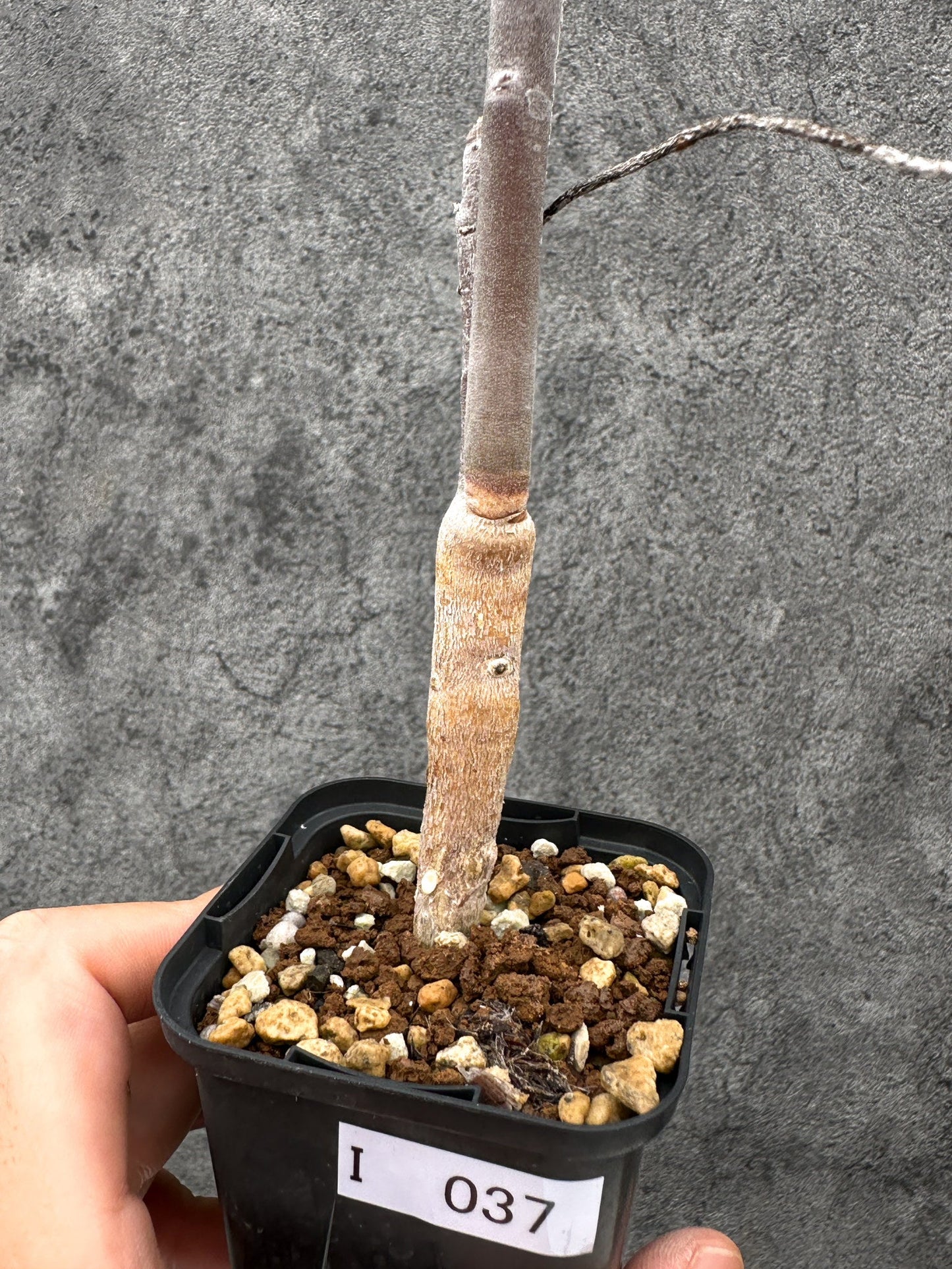【現品限り】ユーフォルビア・アルブスクラ 実生【I37】 Euphorbia arbuscula