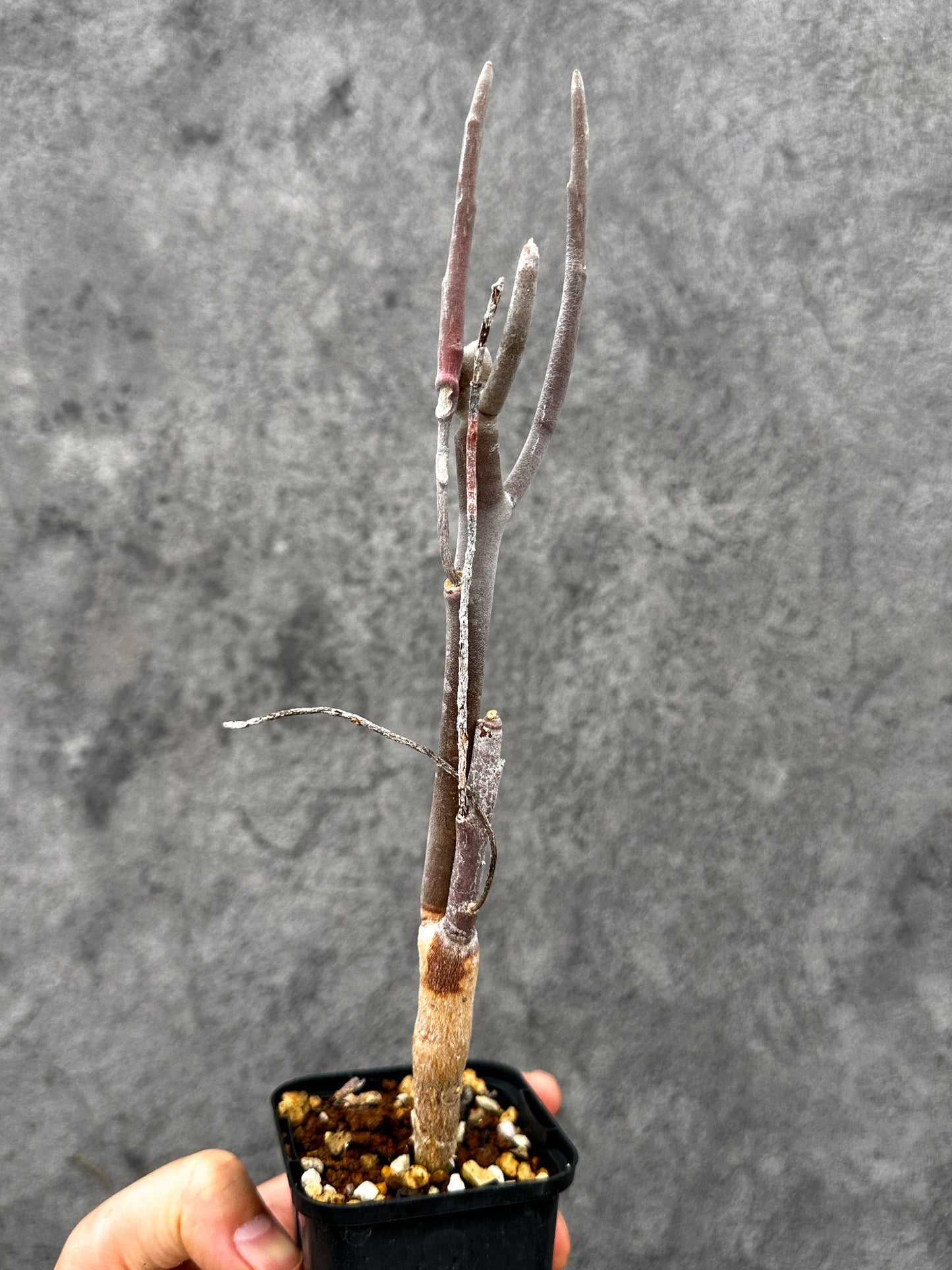 【現品限り】ユーフォルビア・アルブスクラ 実生【I37】 Euphorbia arbuscula