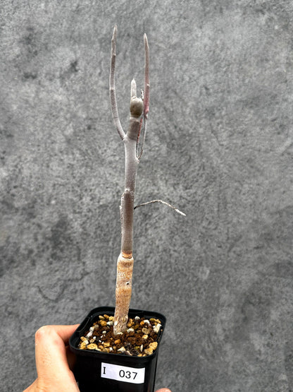 【現品限り】ユーフォルビア・アルブスクラ 実生【I37】 Euphorbia arbuscula