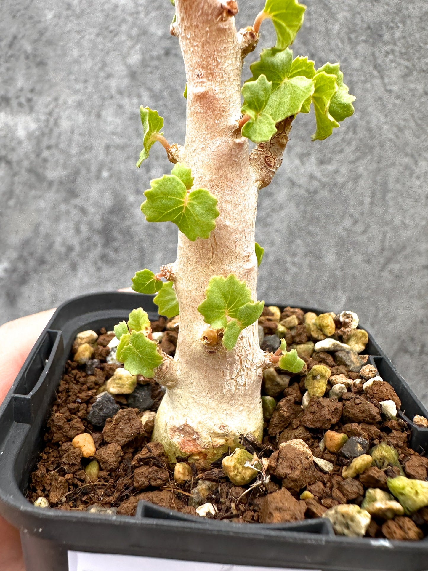 【現品限り】ドルステニア・ジプソフィラ 実生【I38】 Dorstenia gypsophila