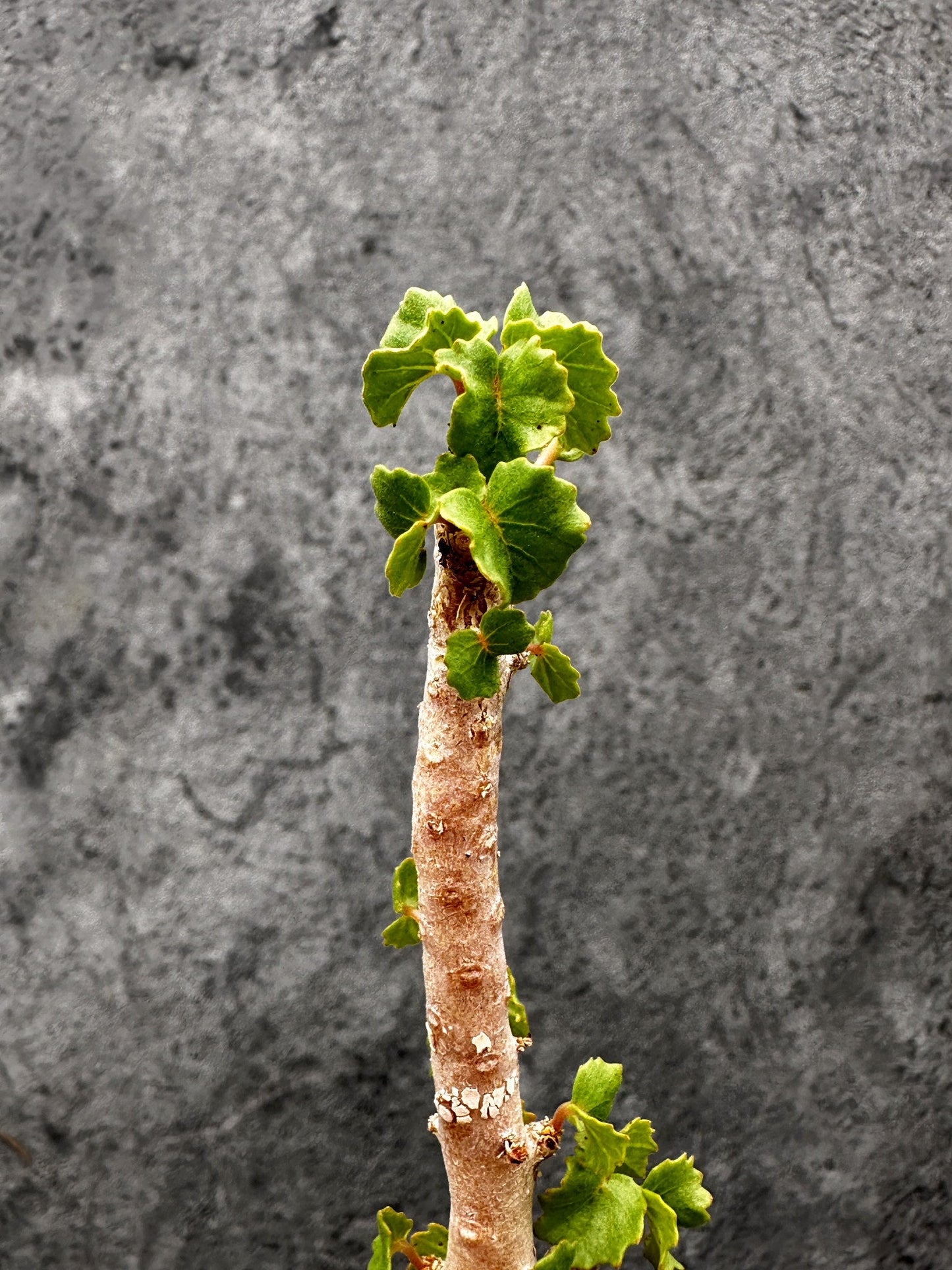 【現品限り】ドルステニア・ジプソフィラ 実生【I38】 Dorstenia gypsophila