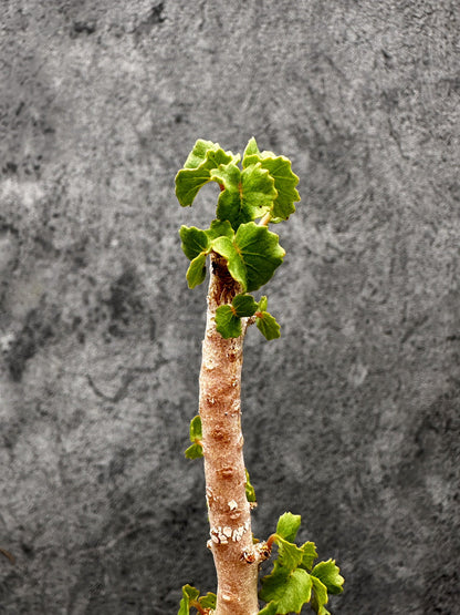 【現品限り】ドルステニア・ジプソフィラ 実生【I38】 Dorstenia gypsophila