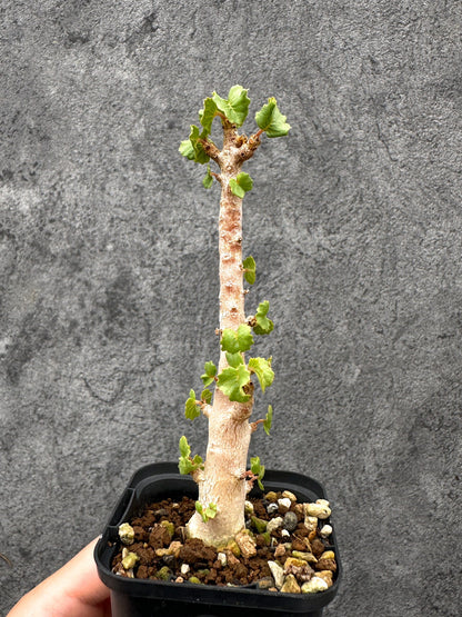 【現品限り】ドルステニア・ジプソフィラ 実生【I38】 Dorstenia gypsophila