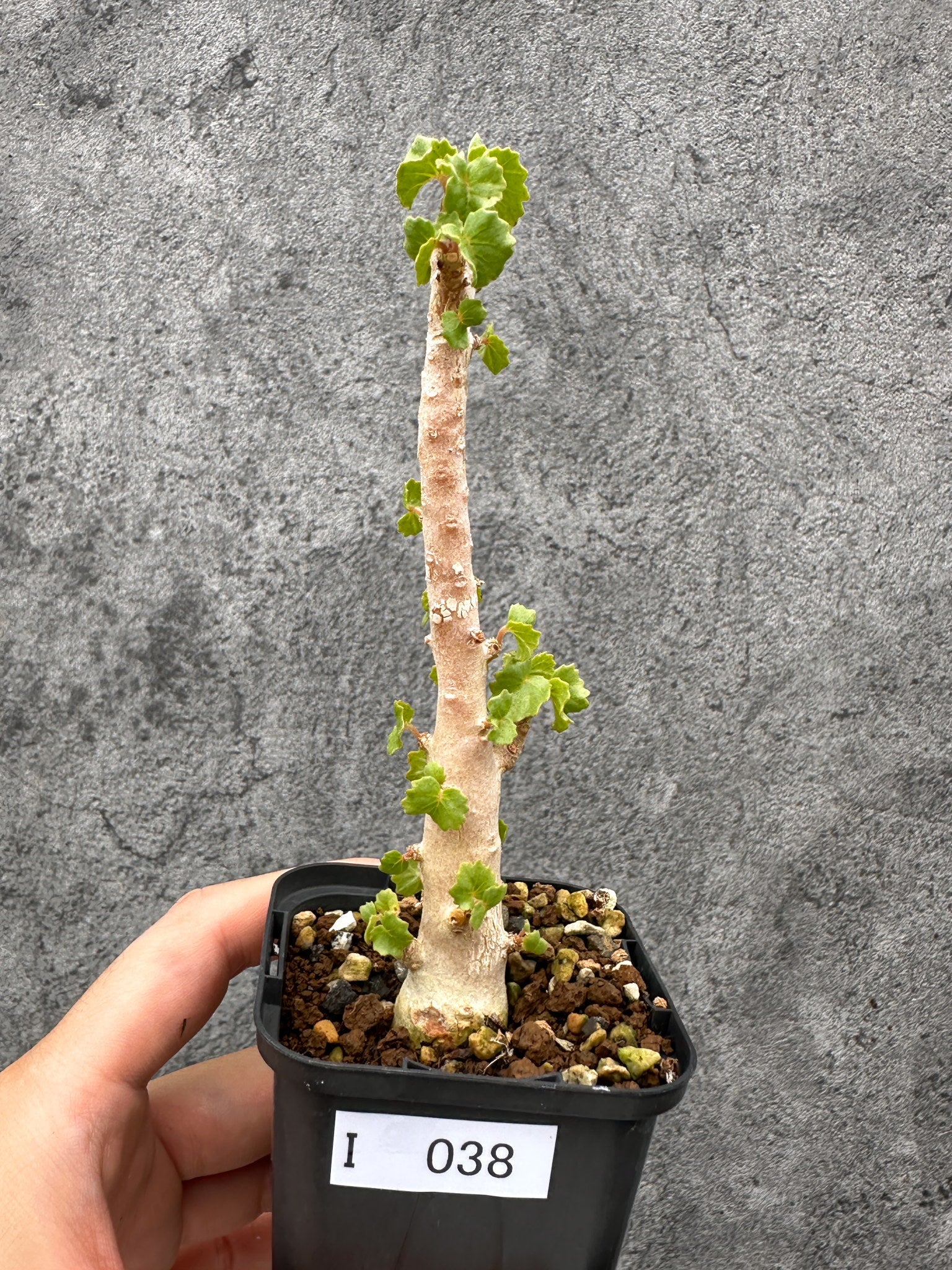 ドルステニア(dorstenia) – プラントブラザーズ