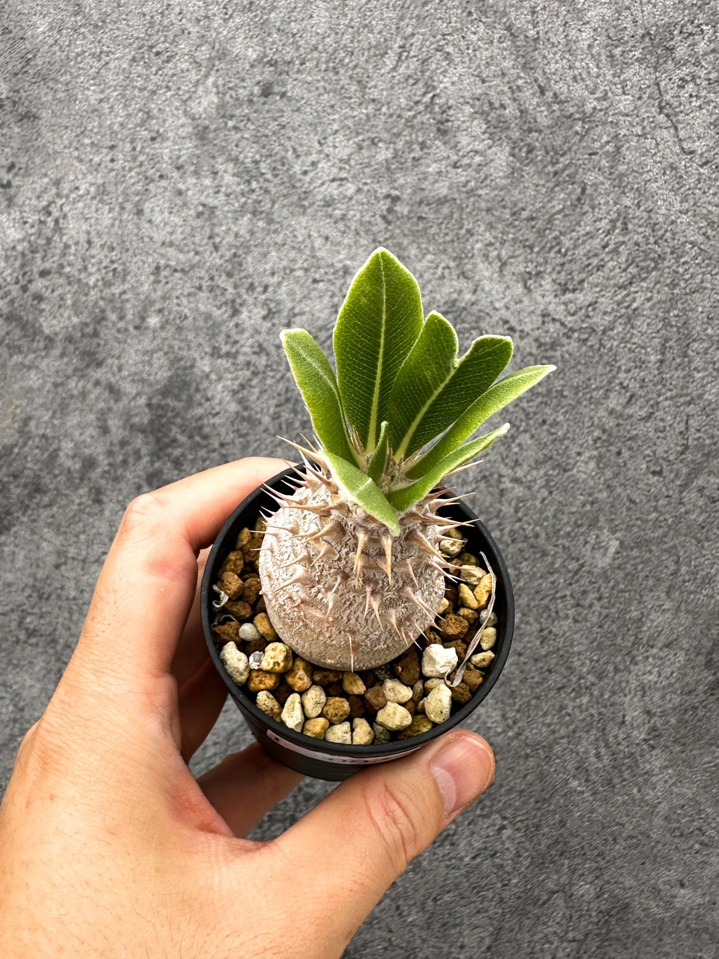 【現品限り】パキポディウム・デンシフローラム 長期実生【I3】 Pachypodium densiflorum