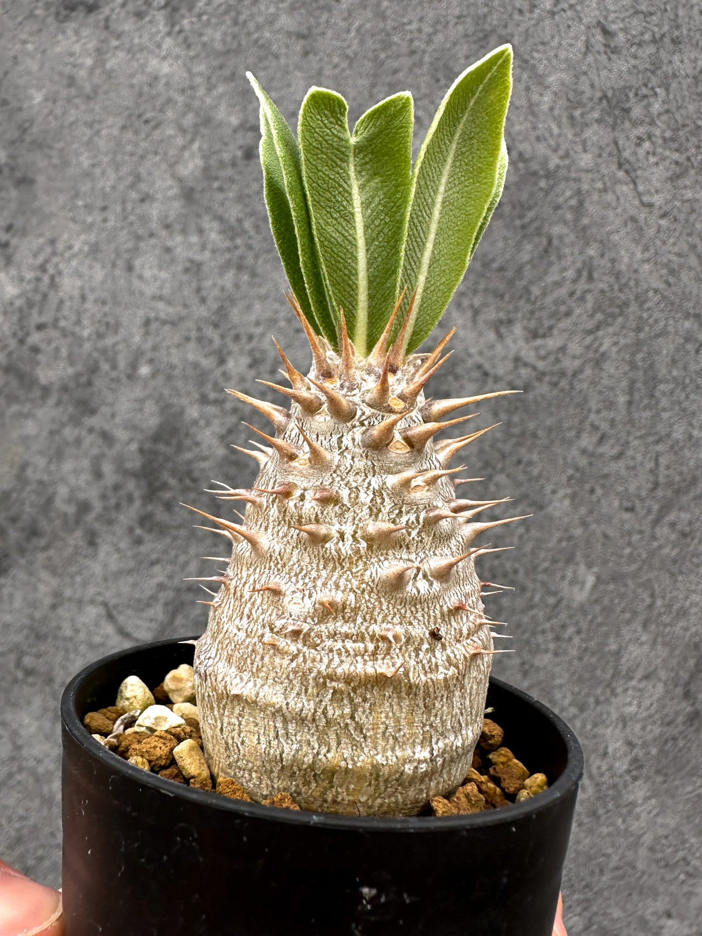 【現品限り】パキポディウム・デンシフローラム 長期実生【I3】 Pachypodium densiflorum