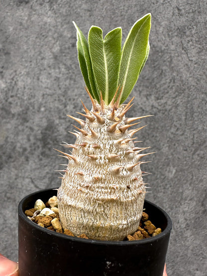 【現品限り】パキポディウム・デンシフローラム 長期実生【I3】 Pachypodium densiflorum