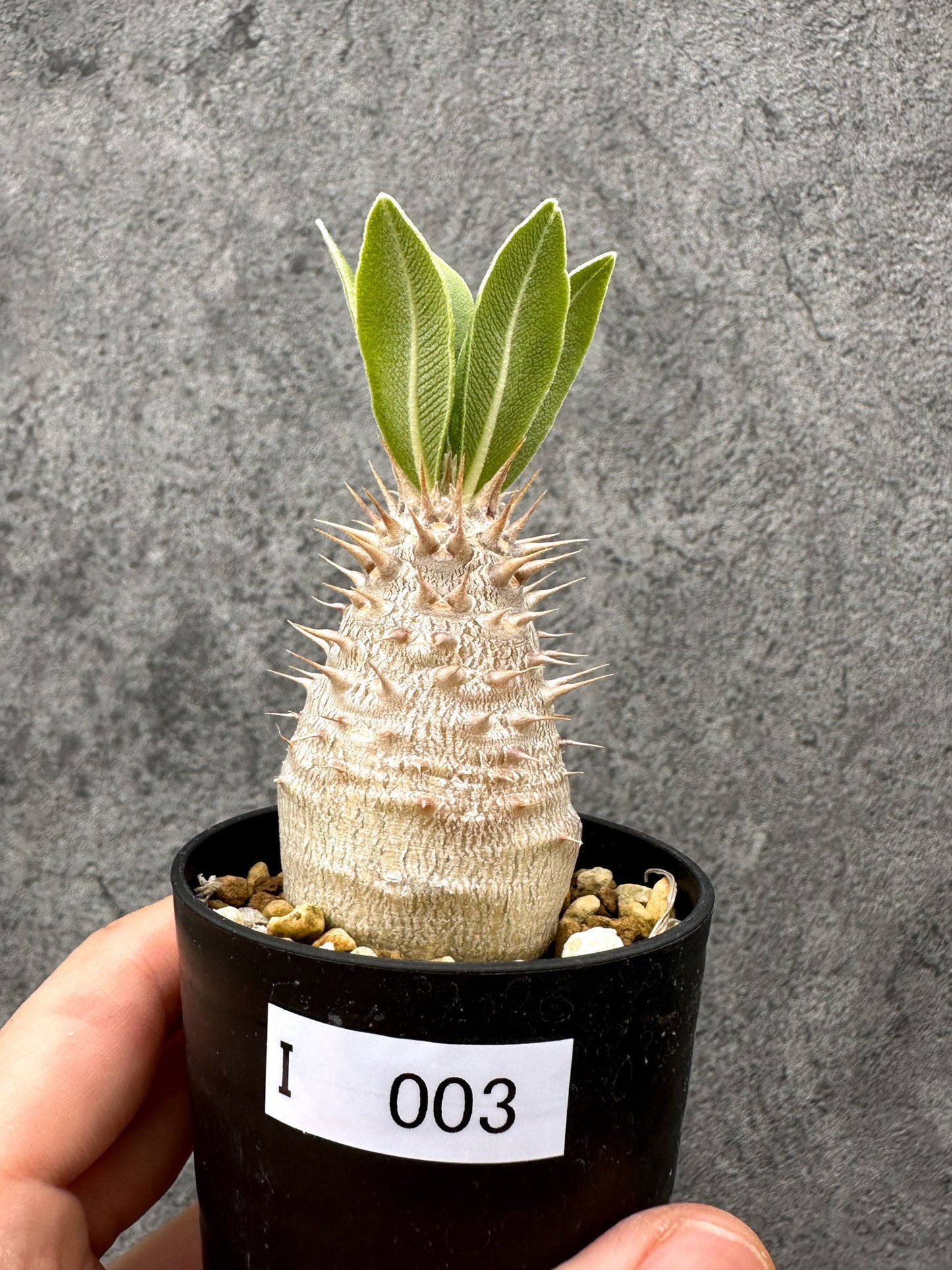 【現品限り】パキポディウム・デンシフローラム 長期実生【I3】 Pachypodium densiflorum
