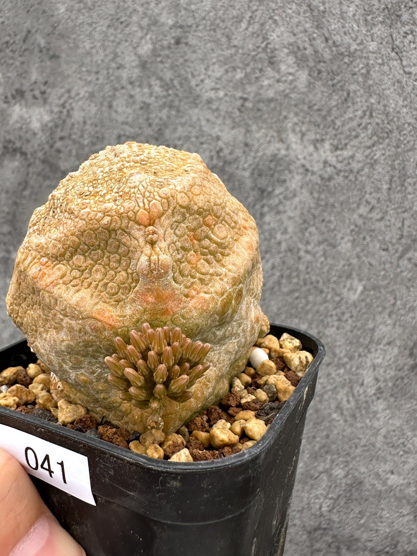 【現品限り】プセウドリトス・クビフォルメ 実生【I41】 Pseudolithos cubiforme