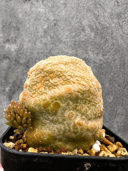 【現品限り】プセウドリトス・クビフォルメ 実生【I41】 Pseudolithos cubiforme